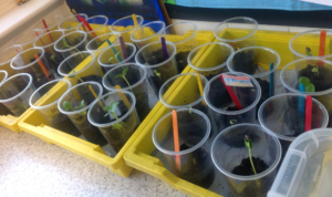 Sunflowers year 2
